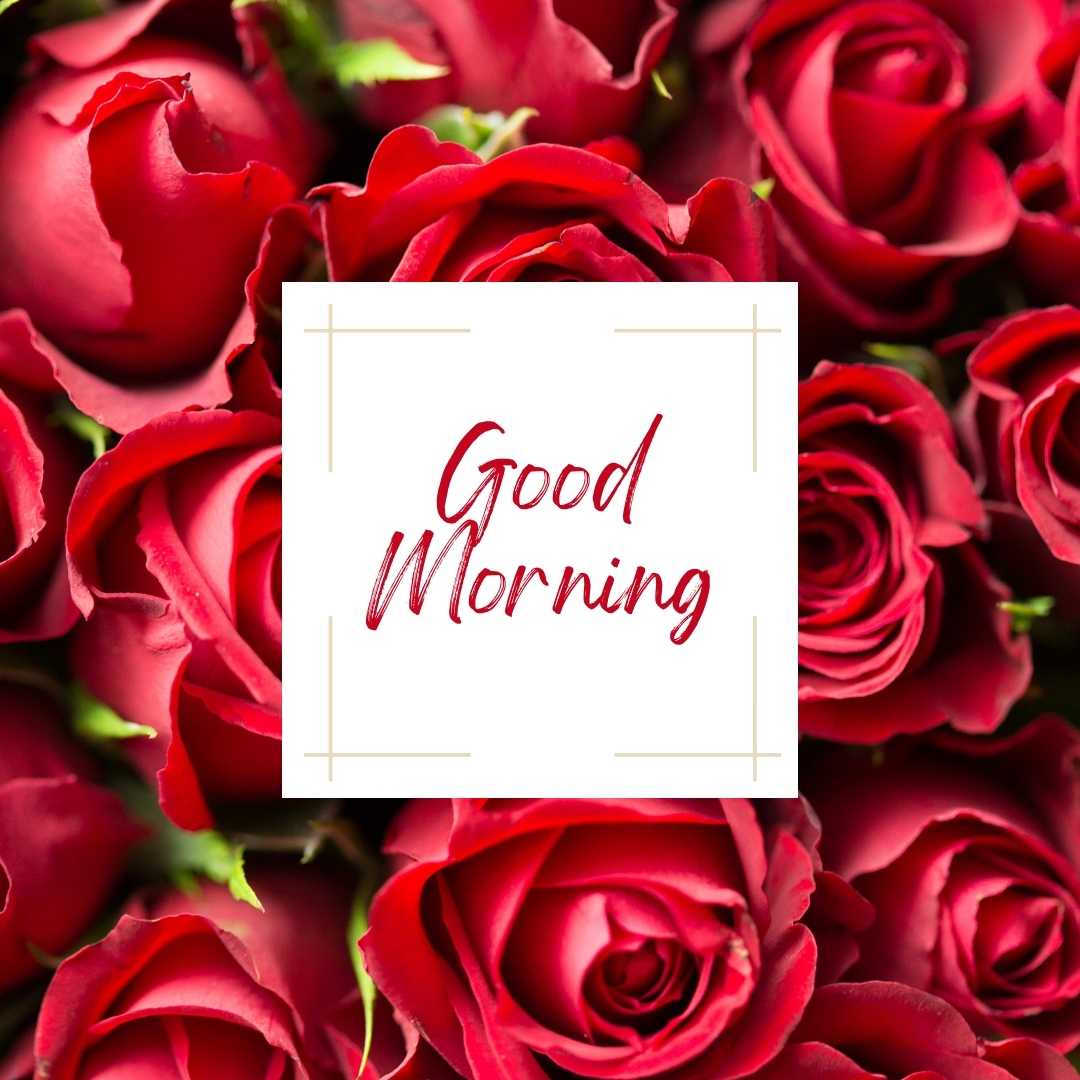 good morning rose images