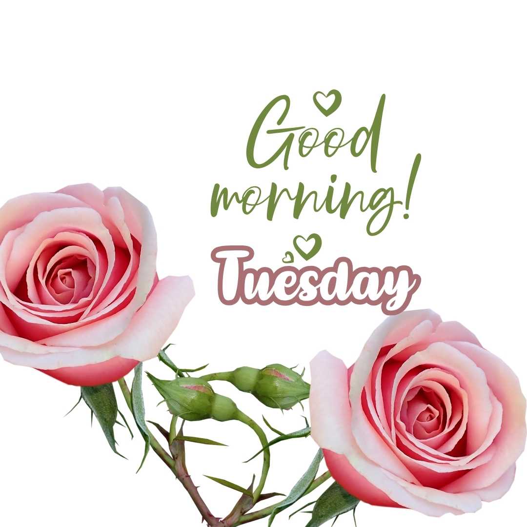 Good morning tuesday