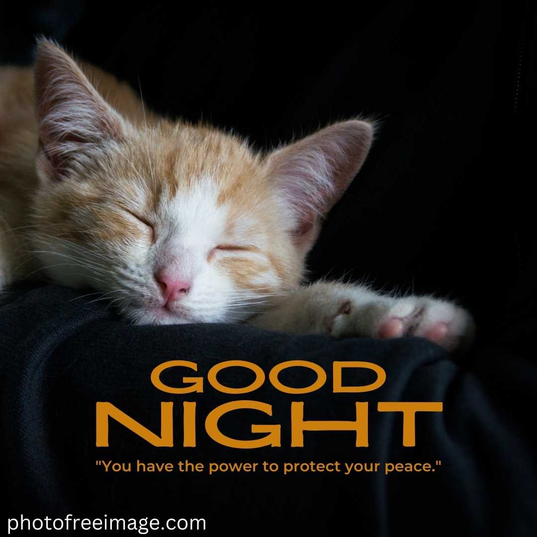 Cute Good Night Images, for cute cat